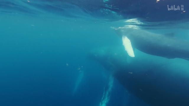 从纪录片《追踪海洋巨兽》，一窥B站的纪录片之旅