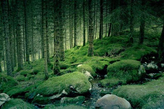 《挪威的森林》：在青春绽放时，体验孤独、爱情和死亡（2）