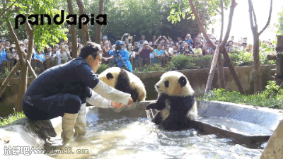 可爱的熊猫洗澡