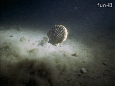 海底的小贝壳游泳