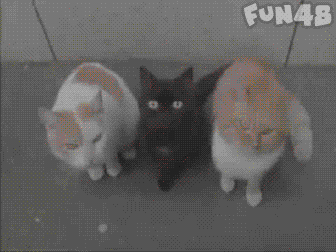 三只小猫变猫娘