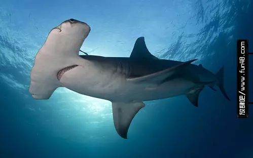 槌头双髻鲨(hammerhead shark)