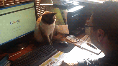 猫咪：不许你玩电脑