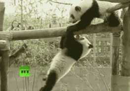 关于熊猫的搞笑gif动态图片