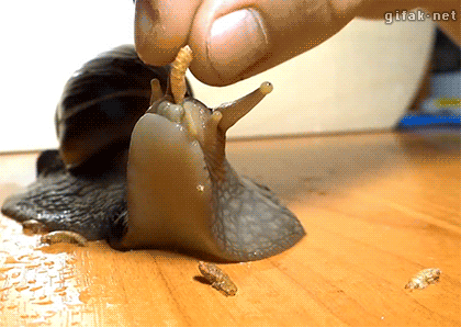蜗牛吃什么食物，蜗牛怎么吃东西