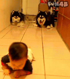 狗狗跟着宝宝匍匐前进