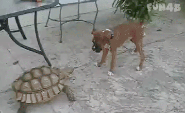比特犬被乌龟吓到逃跑