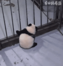虚胖熊猫钻铁门