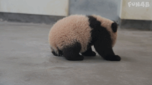 大熊猫宝宝学走路