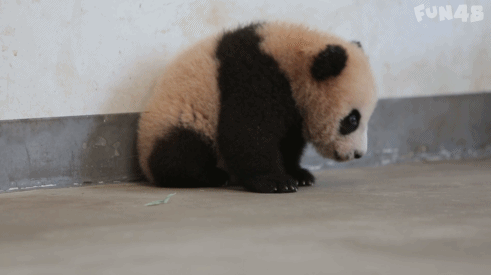大熊猫宝宝学走路