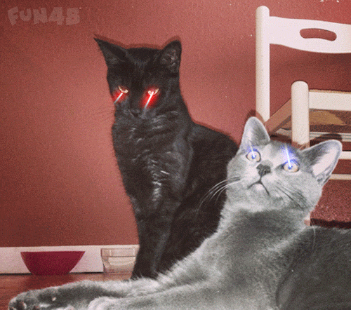 两个激光眼猫咪