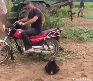猴子拦车要上摩托车