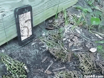 青蛙捕食手机屏幕上的蚯蚓