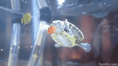 乌龟想吃鱼缸贴纸鱼